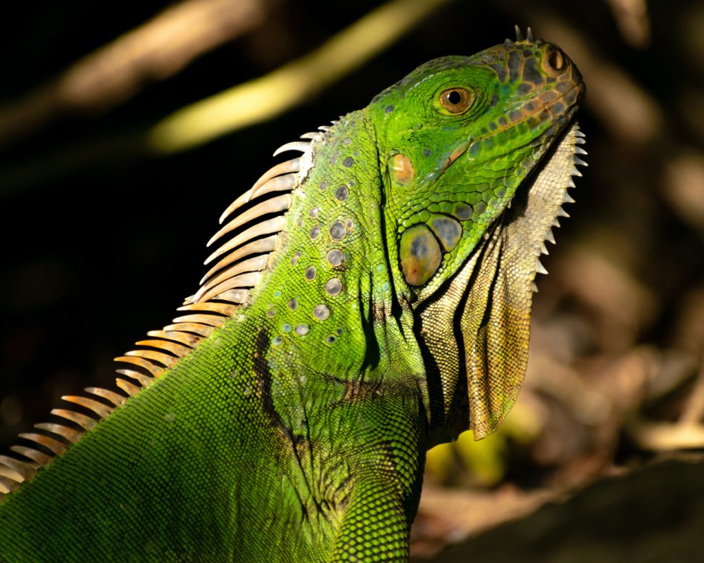 manuel-amir-pKr-xB-x2Zw-unsplash manuel-amir-pKr-xB-x2Zw-unsplash