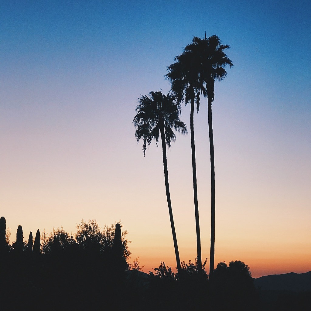 California - Palm Trees California Palm Trees